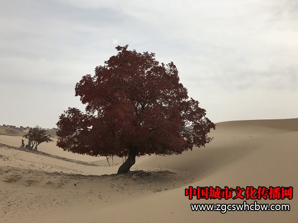 IMG_6258.JPG