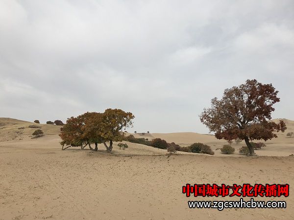 IMG_6229.JPG