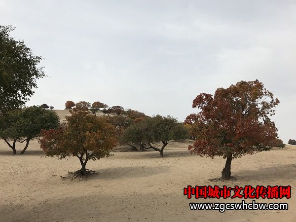 IMG_6226.JPG