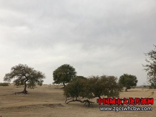 IMG_6196.JPG