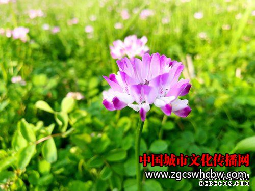 4-1Z312024Pc32.jpg